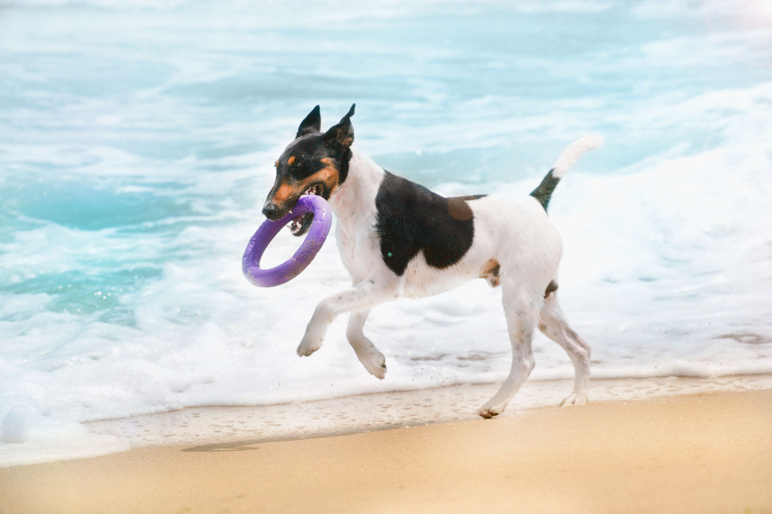E-Doggy Ringo