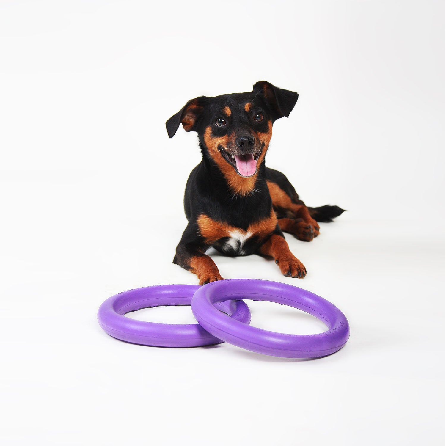 E-Doggy Ringo