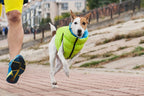 E-Doggy Kurtka Airoo