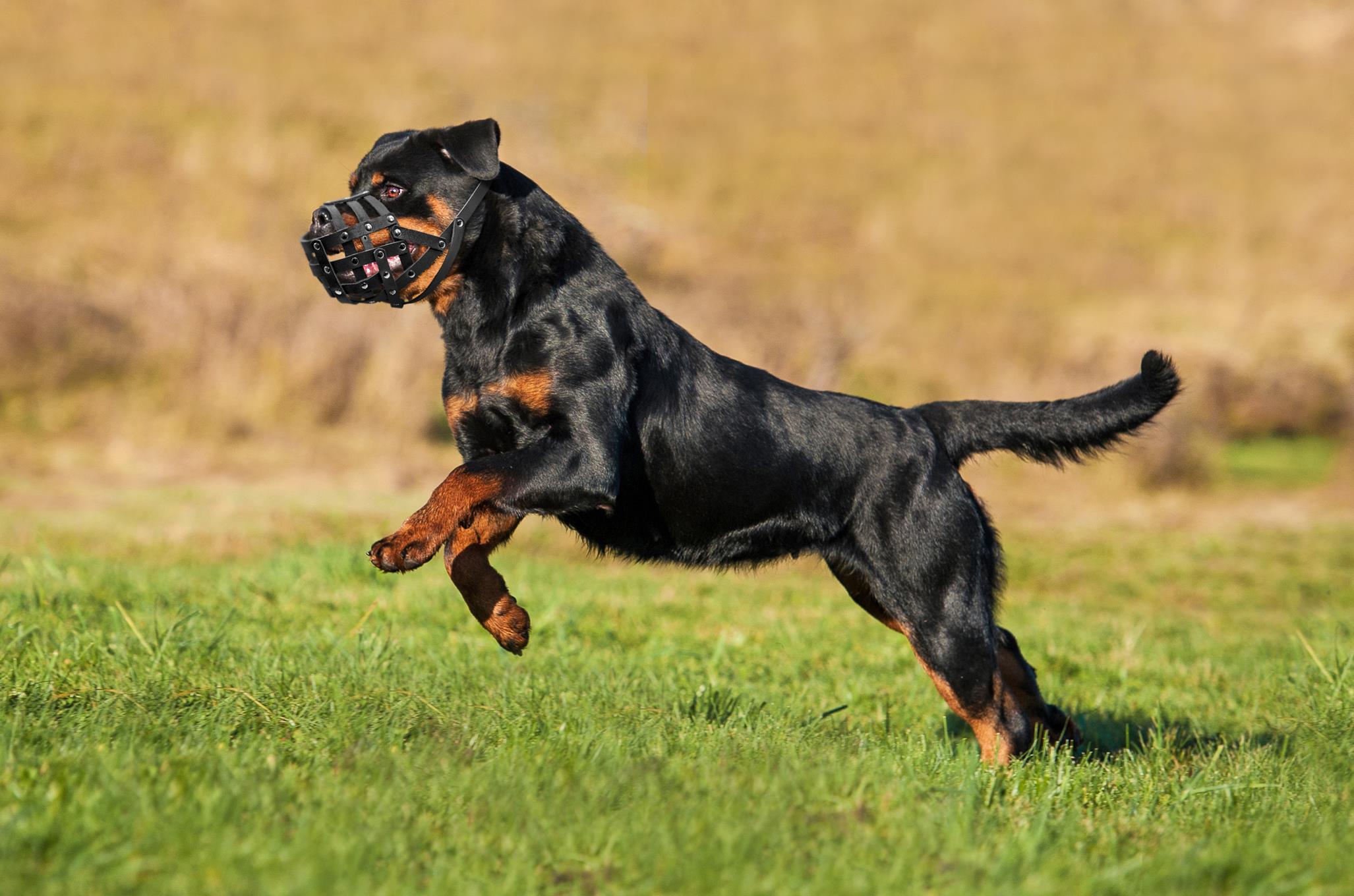 E-Doggy Piłeczka Nadoo